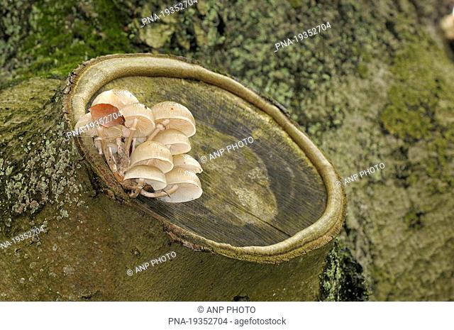 Porcelain fungus Oudemansiella mucida - Gelderland, Guelders, The Netherlands, Holland, Europe