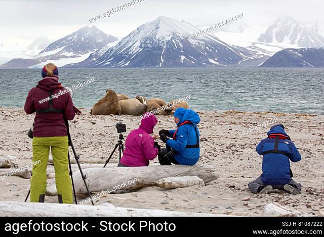 Walrus (Odobenus rosmarus). Tourists taking pictures of group resting on a beach. Svalbard