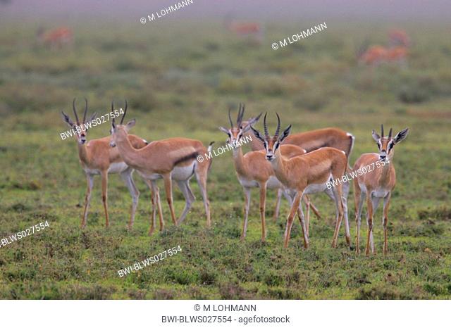 Thomson's gazelle Gazella thomsoni, group of six animals standing in prairie, Tanzania