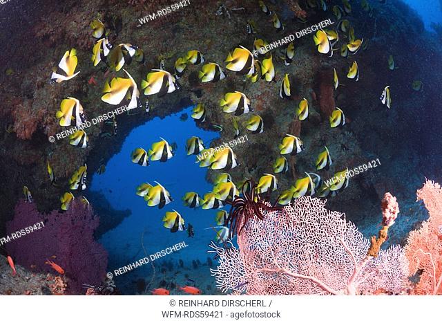 Masked Bannerfish, Heniochus monoceros, Himendhoo Thila, North Ari Atoll, Maldives