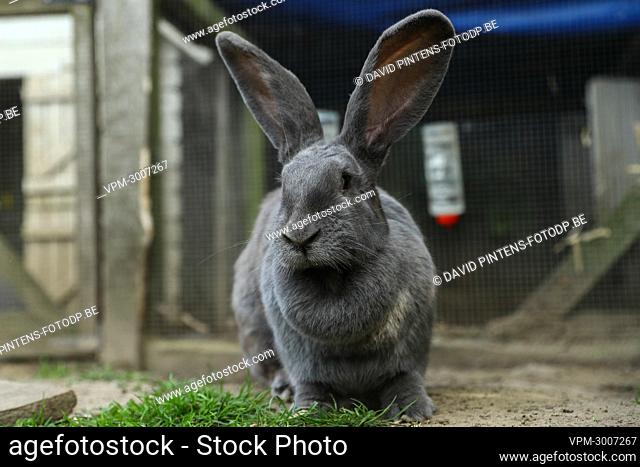 Illustration picture shows rabbits in a garden in Zwijndrecht, Tuesday 15 June 2021. Following the turmoil concerning the recently uncovered PFOS pollution in...