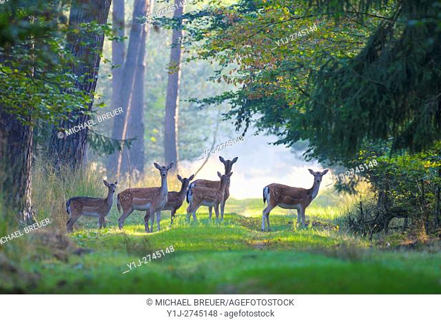Herd of Fallow Deers (Cervus dama) in Summer, Females, Hesse, Germany, Europe