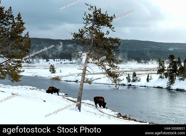USA, Rocky Mountains, Wyoming, Yellowstone National Park, Bison on Firehole river during snow storm