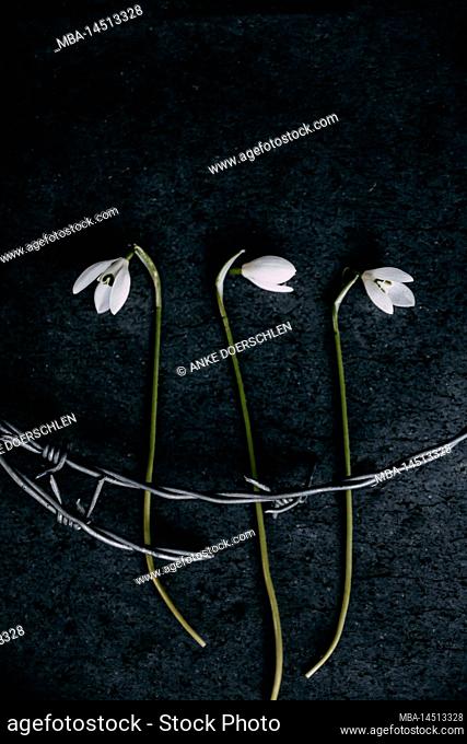 Three snowdrops with barbed wire