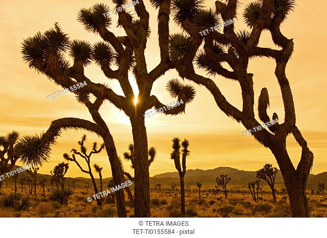 USA, California, Joshua Tree National Park, Joshua trees in desert at sunset
