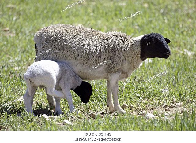 Sheep Domestic Animal Karoo South Africa Africa