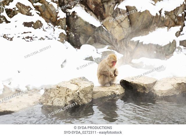 japanese macaque or snow monkey in hot spring