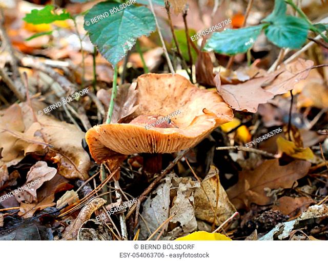Mushrooms, mushrooms in the forest are common in autumn