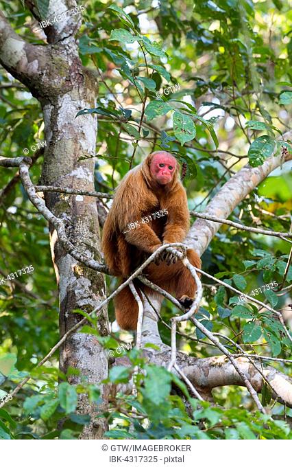 Red Bald-headed Uakari, also known as British Monkey (Cacajao calvus rubicundus), Amazonas State, Brazil
