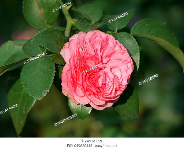 The pale pink color of a full rose on the background of green leaves radiates tenderness