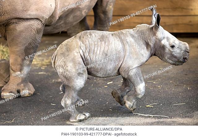 03 January 2019, Thuringia, Erfurt: A few days old calf romps around next to rhino mother Marcita. On 29 December 2018 the male rhinoceros was born in Thuringia...
