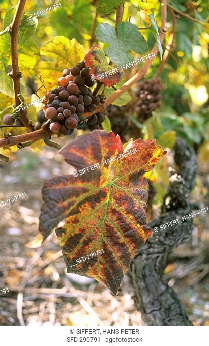 Grauburgunder Pinot gris grapes on vine with autumn leaf