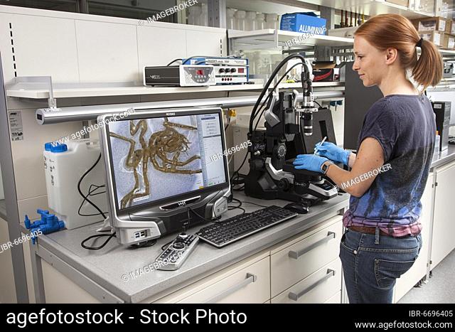 Biologist of the research group Aquatic Ecosystems at the microscope, during her research work on isopod spiders (Pantopoda)