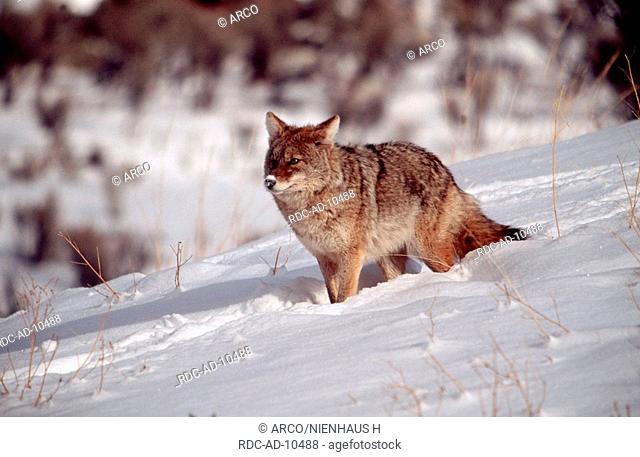Coyote, Yellowstone national park, Wyoming, USA, Canis latrans