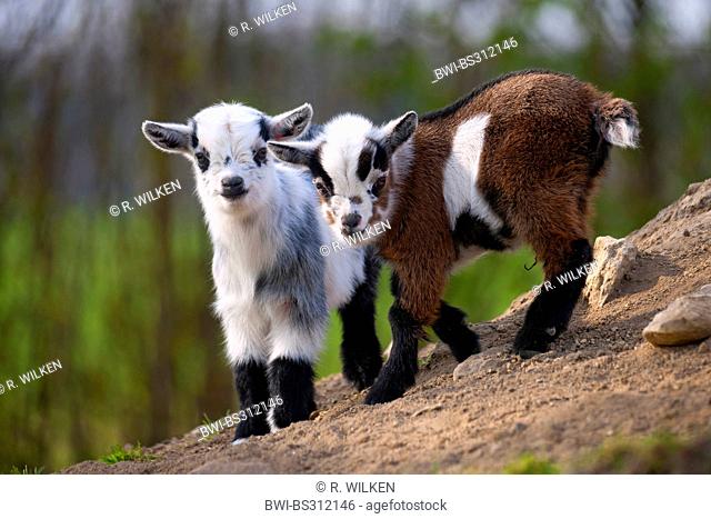 domestic goat (Capra hircus, Capra aegagrus f. hircus), two goatlings standing at a slope in an open-air enclosure, Germany, North Rhine-Westphalia