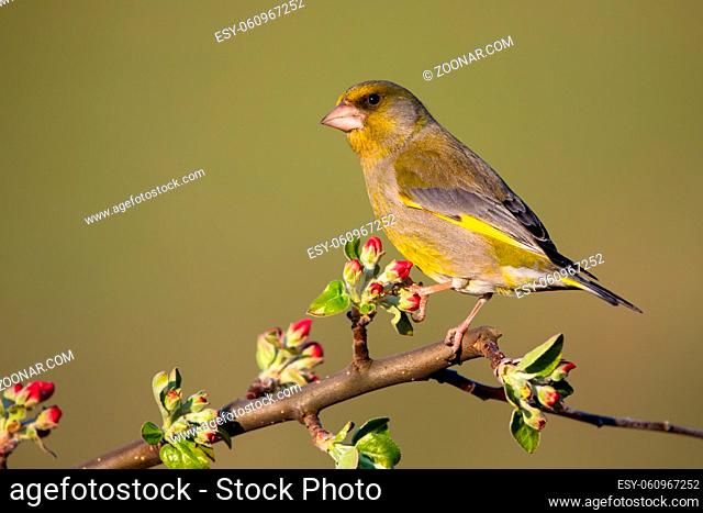 European greenfinch, chloris chloris, sitting on red blooming twig of a tree in springtime. Garden bird perched between flower with copy space from side view