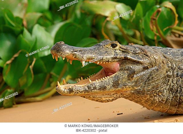 Yacare caiman (Caiman Yacare, Caiman crocodilus yacare) with open mouth, Pantanal, Brazil