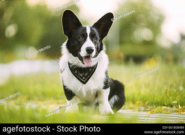 Funny Cardigan Welsh Corgi Dog Sitting On Path. Welsh Corgi Is A Small Type Of Herding Dog That Originated In Wales. Close Up Portrait. Summertime