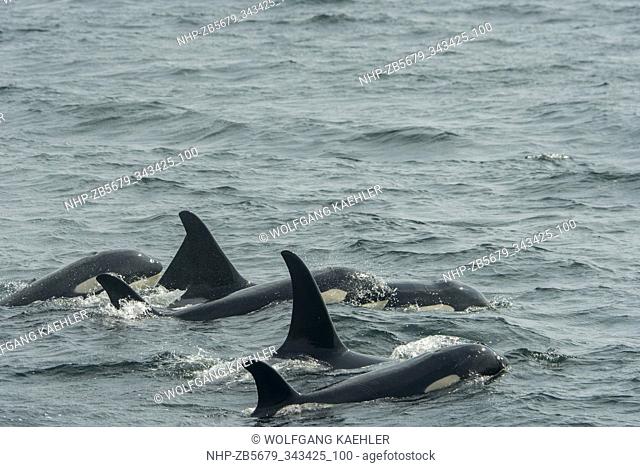 A pod of Killer whales or orcas (Orcinus orca) is swimming in Chatham Strait, Alaska, USA