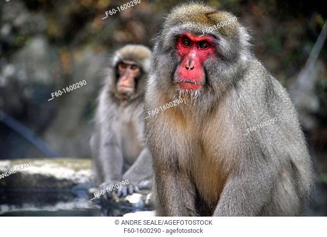 Japanese macaque, Macaca fuscata, Jigokudani Monkey Park, Joshinetsu Kogen National Park Yamanouchi, Shimotakai, Nagano, Japan