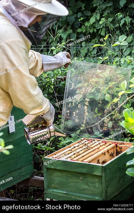 Bamberg, Germany July 26th, 2020: Symbolic images - 2020 A beekeeper controls a honeycomb with his bee colony in Leesten near Bamberg | usage worldwide