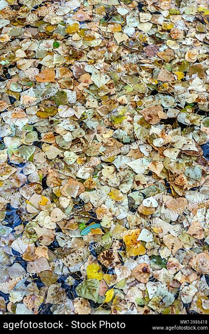 Blanket of autumn leaves on water, El Vallecillo, Teruel province, Spain