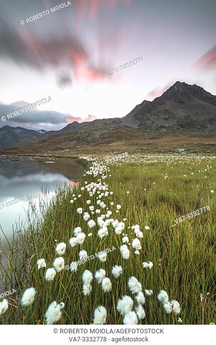 Sunrise on fields of cotton grass, Gavia Pass, Valfurva, Valtellina, Lombardy, Italy