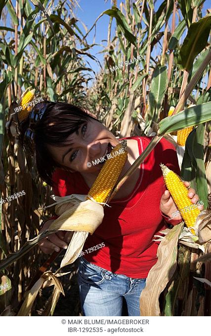 Woman biting into a corn cob, corn cobs on corn plant