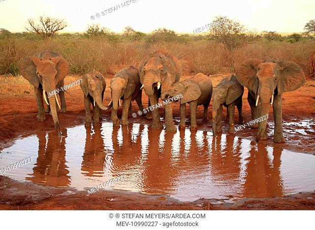 African Elephant group drinking at waterhole Tsavo National Park Kenya