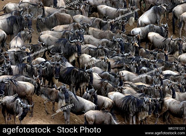 Wildebeest migration (Connochaetes taurinus), Masai Mara National Reserve. Kenya, East Africa, Africa