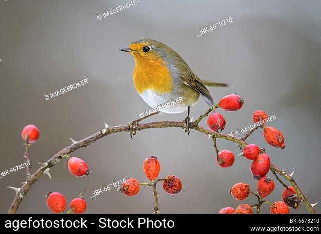 European robin (Erithacus rubecula), sitting on a wild rose branch with red fruits, rose hips, Swabian Alb Biosphere Reserve, Baden-Württemberg, Germany, Europe