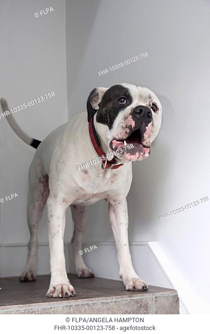 Domestic Dog, Old Tyme Bulldog, adult male, barking, standing on house steps, England
