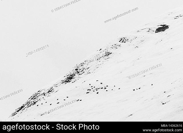 A pack of chamois with young in deep snow on the slopes of the Gamsjoch in winter, above the Großer Ahornboden in the Karwendel, Tyrol in the Austrian Alps