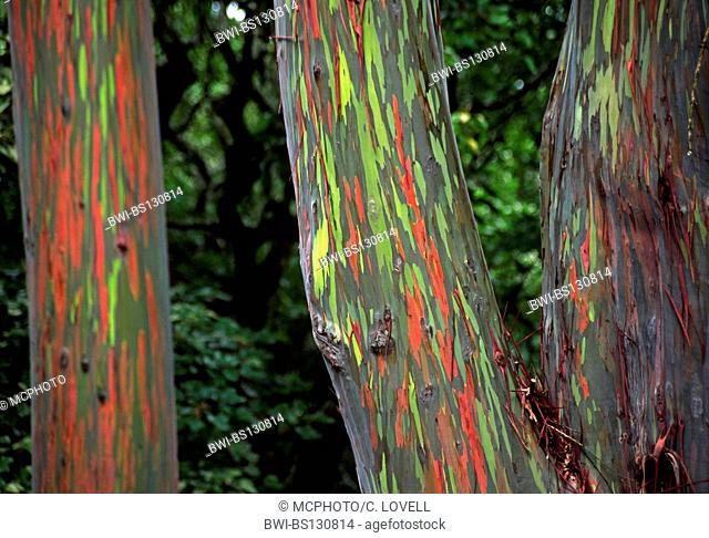 rainbow eucalyptus, Painted eucalyptus (Eucalyptus deglupta), The green and red bark is one of natures incredible visual delights, Hawaii, Maui