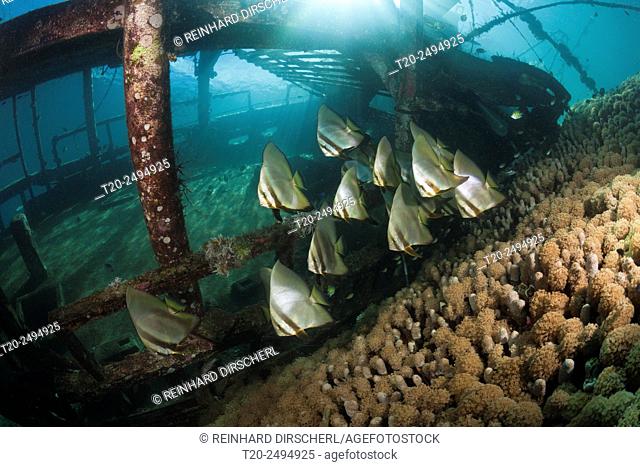 Shoal of Longfin Batfish on small Wreck, Platax teira, Florida Islands, Solomon Islands