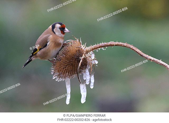 Goldfinch Carduelis carduelis adult, feeding on Teasel Dipsacus fullonum seedhead with icicles, England, january
