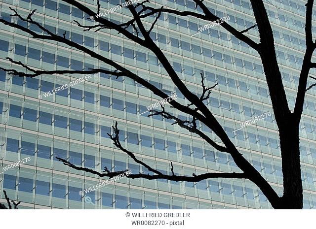Bald tree before modern glass facade