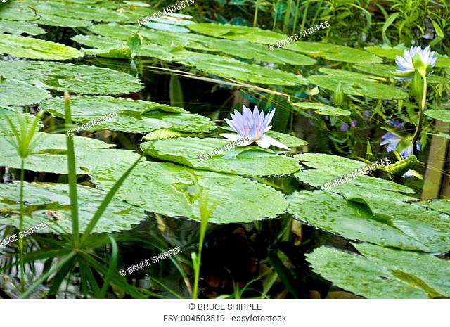 large tropical lily pads