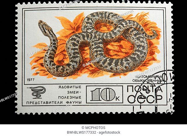 Asiatic pit viper, Pallas' viper, Halys' viper, mamushi, Siberian pit viper Agkistrodon halys, Gloydius halys, postage stamp, USSR, 1977, Russia