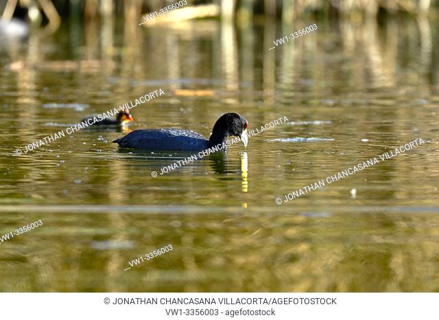 Detail of a maternal Andean coot (Fulica ardesiaca) where he is seen next to his chick swimming and feeding. Junín - Perú