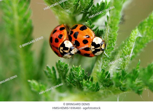 France, Territoire de Belfort, Belfort, garden, Asian lady beetle (Harmonia axyridis), coupling