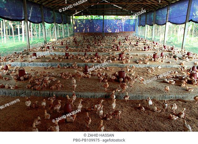 Poultry farm at Gafargaon Mymensingh, Bangladesh October 2010
