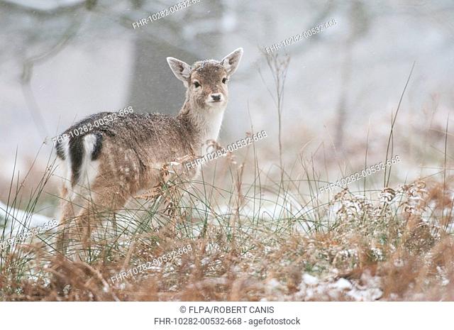 Fallow Deer (Dama dama) fawn, standing in snow covered woodland during snowfall, Kent, England, January