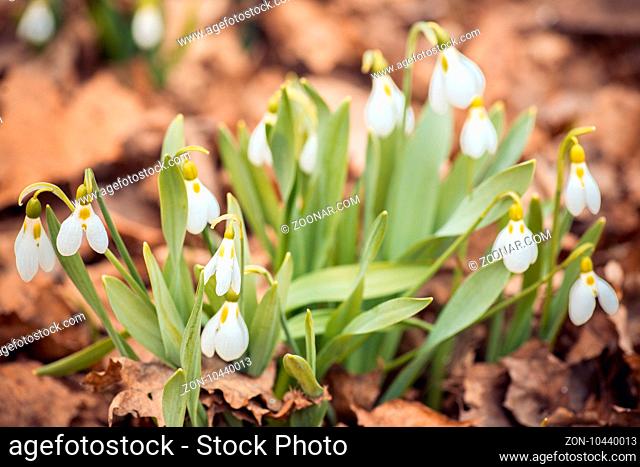 fresh spring snowdrop flowers in the forest. Happy womens day 8 march invitation card. selective focus macro shot with shallow DOF