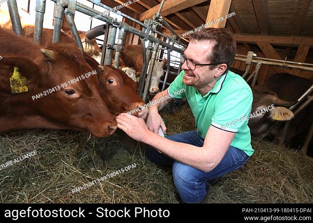 31 March 2021, Bavaria, Rettenberg: Sebastian Uhlemair grooms his young cattle in his barn. On the farm, 15 steers and one young female are kept organically
