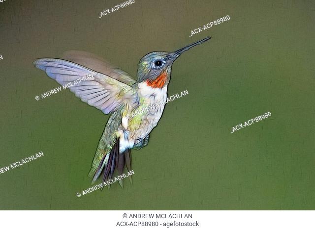 Fractalius rendering of a male Ruby-throated Hummingbird