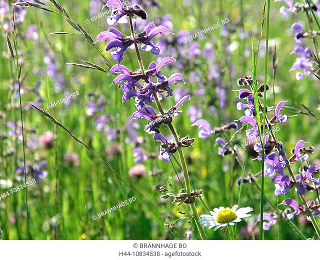 Meadow Clary, Salvia pratensis, detail, flowers, flower, blooming, summer, nature, landscape