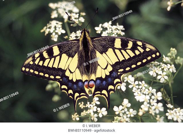 swallowtail (Papilio machaon), on white flowers