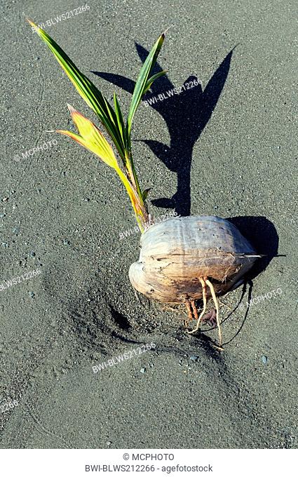 coconut palm Cocos nucifera, seedling on a beach, Costa Rica