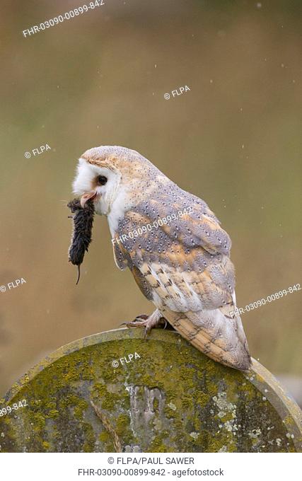 Barn Owl (Tyto alba) adult, with Field Vole (Microtus agrestis) prey in beak, perched on gravestone in churchyard, Suffolk, England, October (captive)